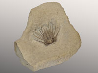 Leonaspis williamsi