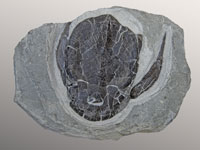 Bothriolepis canadensis