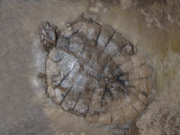 Allaeochelys sp.