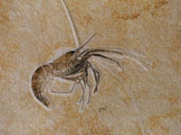 Aeger tipularis