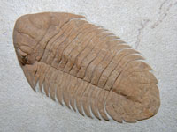 Metopolichas huebneri
