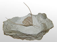 Ampyx nasutus