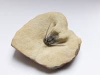 Leonaspis sp.